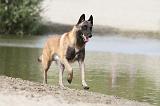 MALINOIS 368